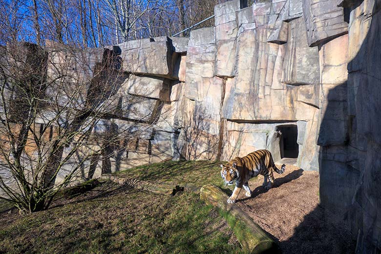 Amur-Tiger-Katze MYMOZA am 8. März 2022 im Tiger-Tal im Wuppertaler Zoo