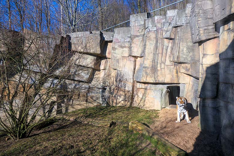 Amur-Tiger-Katze MYMOZA am 8. März 2022 im Tiger-Tal im Zoologischen Garten der Stadt Wuppertal