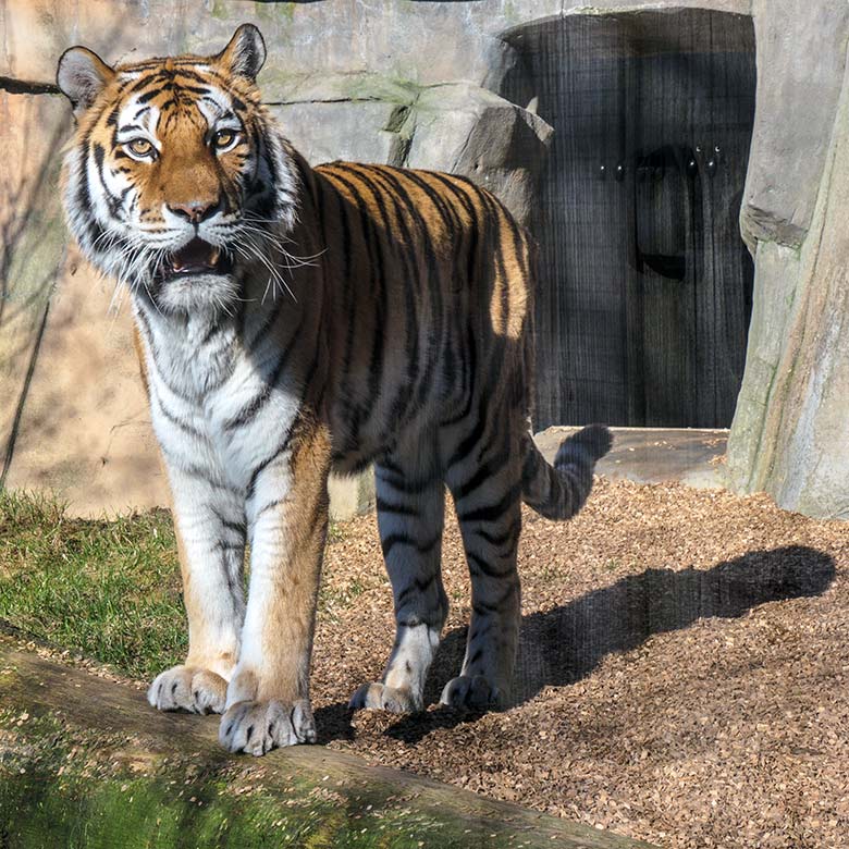 Amur-Tiger-Katze MYMOZA am 8. März 2022 im Tiger-Tal im Zoologischen Garten Wuppertal