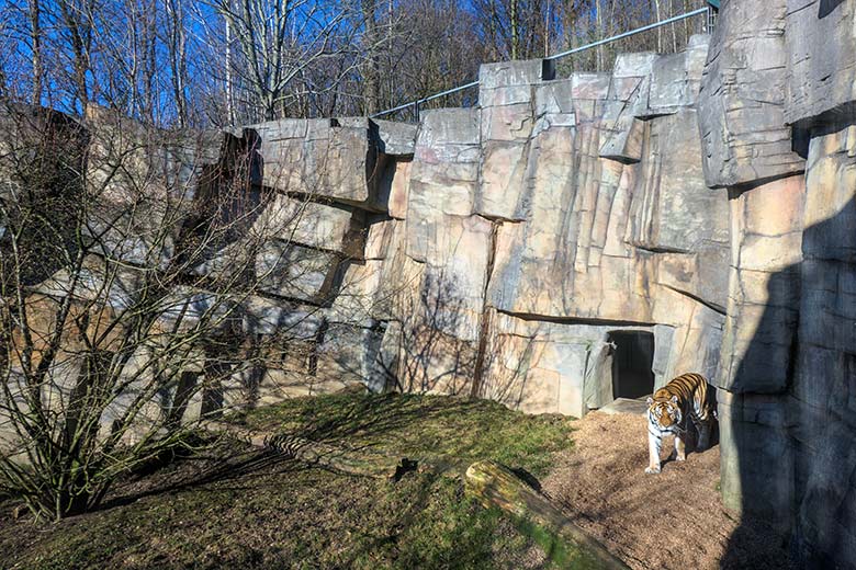 Amur-Tiger-Katze MYMOZA am 8. März 2022 im Tiger-Tal im Grünen Zoo Wuppertal