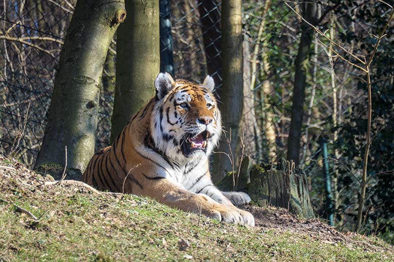 Amur-Tiger-Kater WASSJA am 8. März 2022 auf der größeren Außenanlage im Tiger-Tal im Grünen Zoo Wuppertal