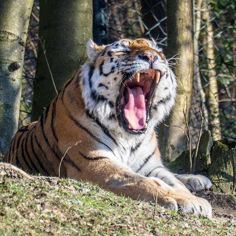Amur-Tiger-Kater WASSJA am 8. März 2022 auf der größeren Außenanlage im Tiger-Tal im Zoologischen Garten der Stadt Wuppertal