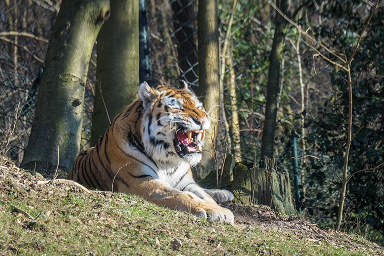 Amur-Tiger-Kater WASSJA am 8. März 2022 auf der größeren Außenanlage im Tiger-Tal im Zoo Wuppertal