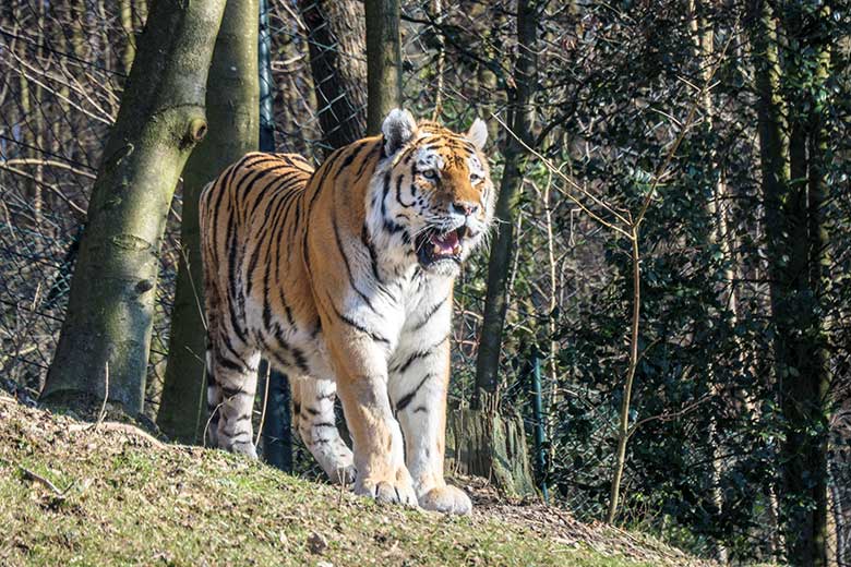 Amur-Tiger-Kater WASSJA am 8. März 2022 auf der größeren Außenanlage im Tiger-Tal im Wuppertaler Zoo