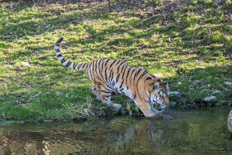 Amur-Tiger-Kater WASSJA am 9. März 2022 auf der größeren Außenanlage im Tiger-Tal im Grünen Zoo Wuppertal