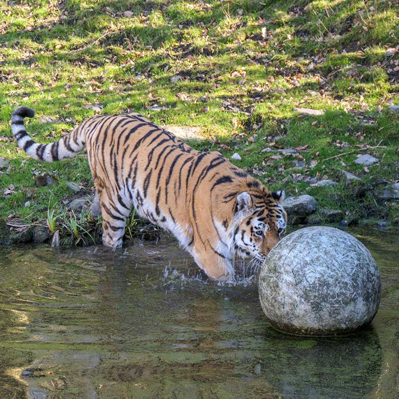 Amur-Tiger-Kater WASSJA am 9. März 2022  im Wasser der größeren Außenanlage im Tiger-Tal im Zoologischen Garten der Stadt Wuppertal