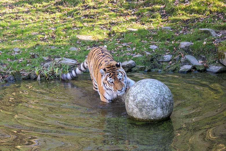 Amur-Tiger-Kater WASSJA am 9. März 2022  im Wasser der größeren Außenanlage im Tiger-Tal im Zoo Wuppertal