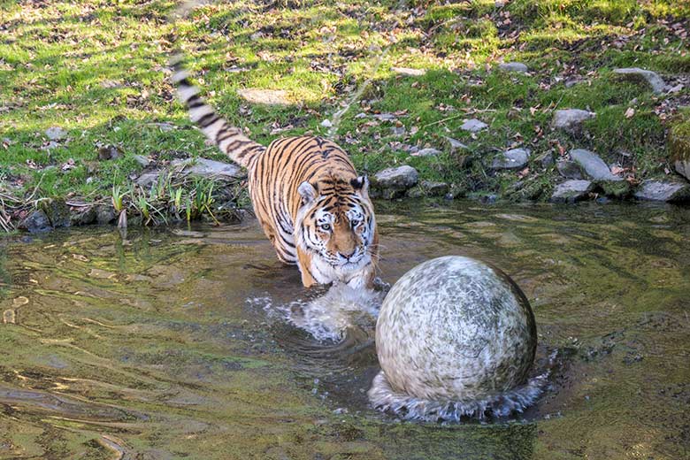 Amur-Tiger-Kater WASSJA am 9. März 2022  im Wasser der größeren Außenanlage im Tiger-Tal im Grünen Zoo Wuppertal