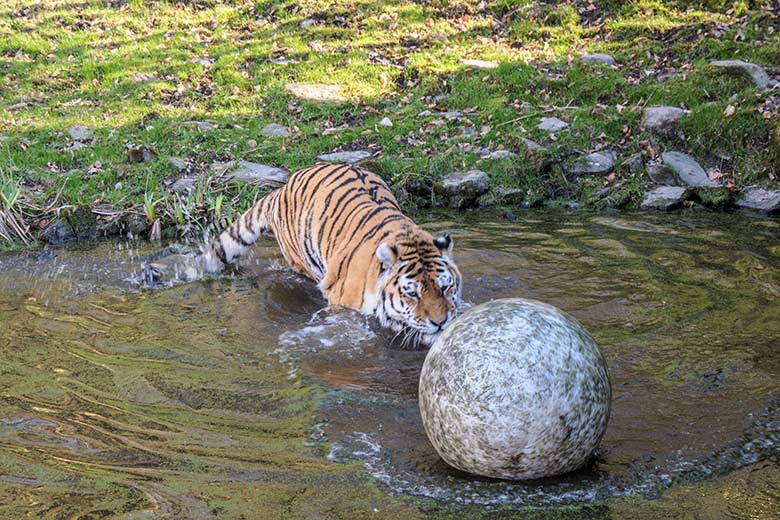 Amur-Tiger-Kater WASSJA am 9. März 2022  im Wasser der größeren Außenanlage im Tiger-Tal im Zoologischen Garten Wuppertal