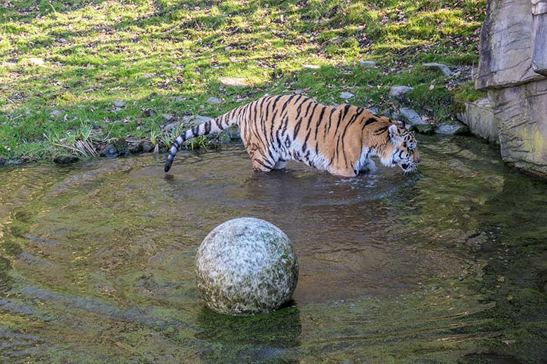 Amur-Tiger-Kater WASSJA am 9. März 2022  im Wasser der größeren Außenanlage im Tiger-Tal im Zoo Wuppertal