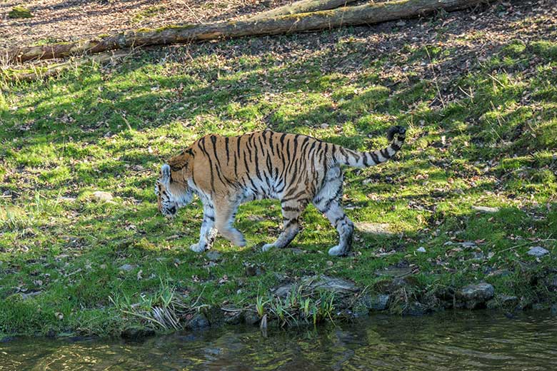 Amur-Tiger-Kater WASSJA am 9. März 2022 auf der größeren Außenanlage im Tiger-Tal im Wuppertaler Zoo