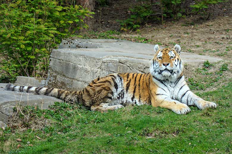 Amur-Tiger-Kater WASSJA am 30. März 2022 auf der größeren Außenanlage im Tiger-Tal im Grünen Zoo Wuppertal