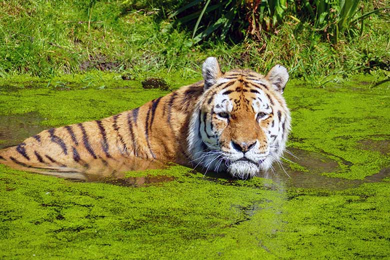 Amur-Tiger-Kater WASSJA am 14. Juni 2022 auf der größeren Außenanlage im Tiger-Tal im Wuppertaler Zoo