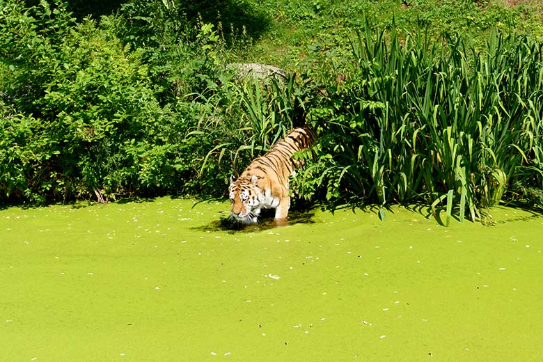 Amur-Tiger-Kater WASSJA am 25. Juli 2022 auf der Außenanlage im Tiger-Tal im Grünen Zoo Wuppertal