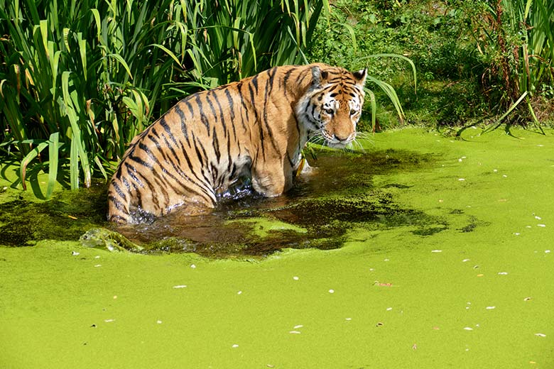 Amur-Tiger-Kater WASSJA am 25. Juli 2022 auf der Außenanlage im Tiger-Tal im Zoo Wuppertal