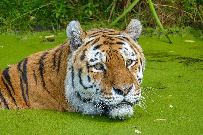 Amur-Tiger-Kater WASSJA am 25. Juli 2022 auf der Außenanlage im Tiger-Tal im Zoo Wuppertal
