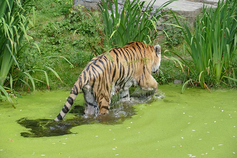 Amur-Tiger-Kater WASSJA am 25. Juli 2022 auf der Außenanlage im Tiger-Tal im Wuppertaler Zoo