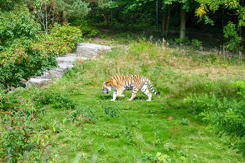 Amur-Tiger-Kater WASSJA am 3. August 2022 auf der größeren Außenanlage im Tiger-Tal im Zoologischen Garten der Stadt Wuppertal