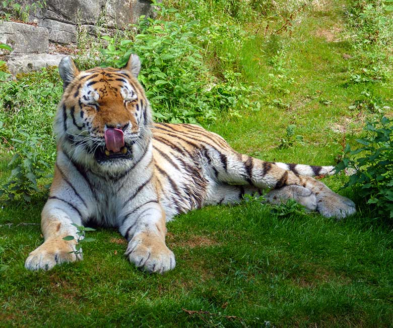 Betagter Amur-Tiger-Kater WASSJA am 3. August 2022 auf der größeren Außenanlage im Tiger-Tal im Wuppertaler Zoo