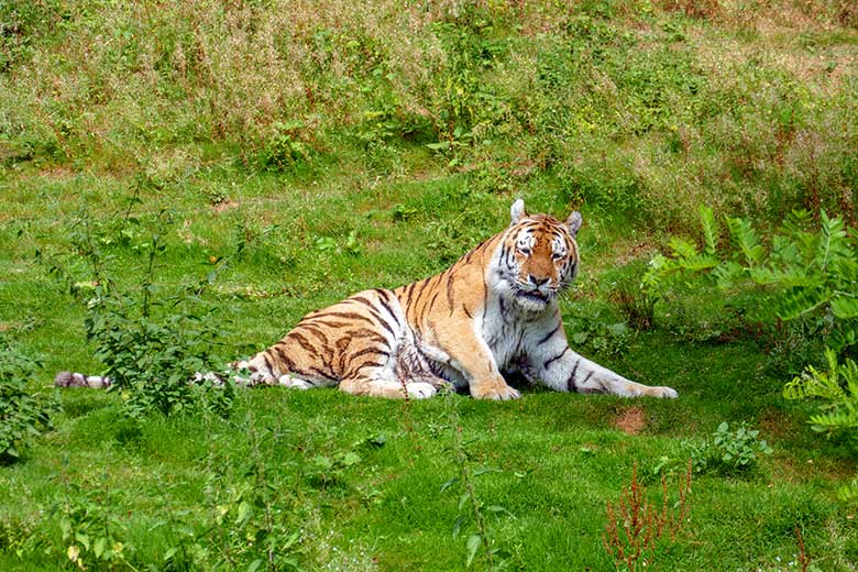 Amur-Tiger-Kater WASSJA am 3. August 2022 auf der größeren Außenanlage im Tiger-Tal im Zoologischen Garten Wuppertal