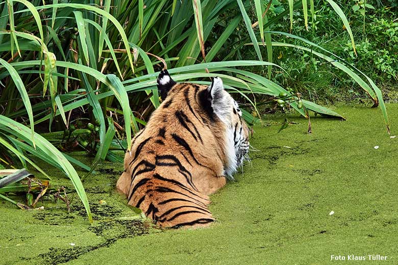 Amur-Tiger-Kater WASSJA am 20. August 2022 im Wasser der größeren Außenanlage im Tiger-Tal im Grünen Zoo Wuppertal (Foto Klaus Tüller)