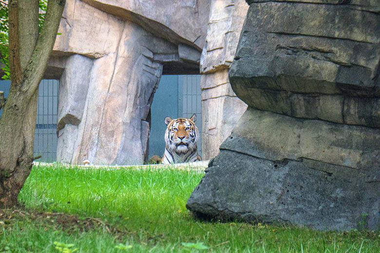 Amur-Tigerin MYMOZA am 24. September 2022 im Durchgang des Tiger-Hauses im Tiger-Tal im Wuppertaler Zoo