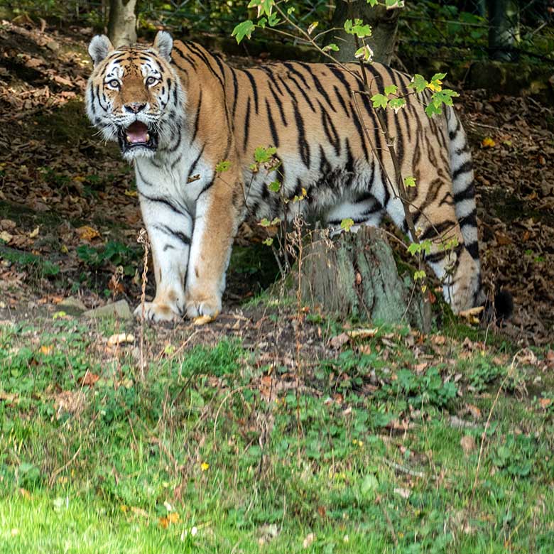 Amur-Tiger-Kater WASSJA am 16. Oktober 2022 auf der größeren Außenanlage im Tiger-Tal im Wuppertaler Zoo