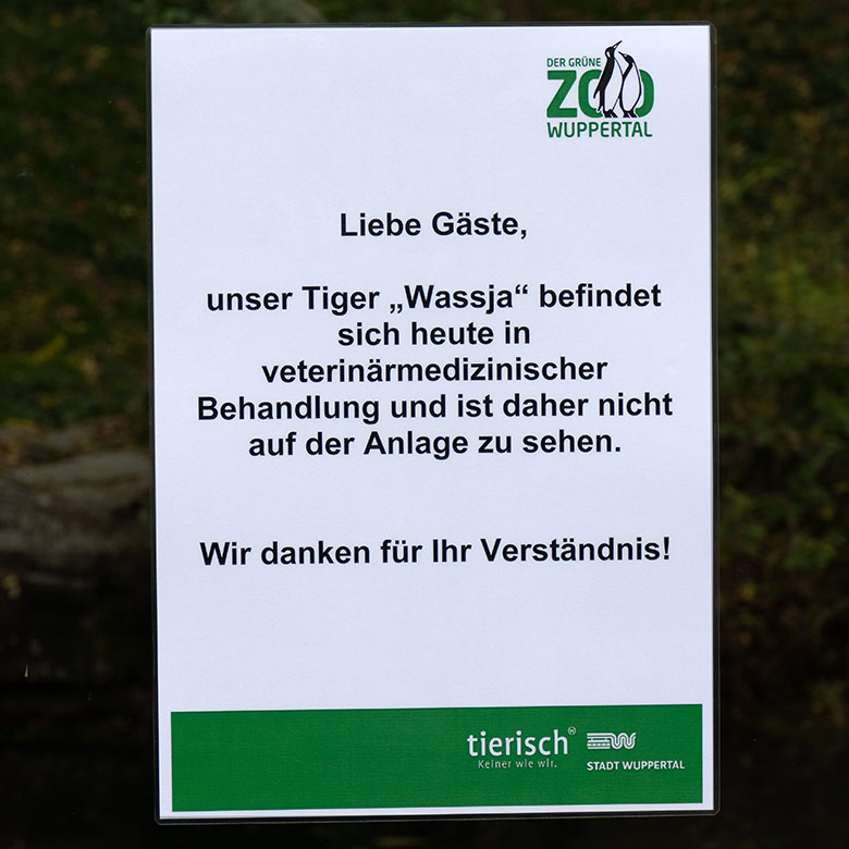 Aushang zur veterinär-medizischen Behandlung von Amur-Tiger-Kater WASSJA am 25. Oktober 2022  an der größeren Außenanlage im Tiger-Tal im Grünen Zoo Wuppertal
