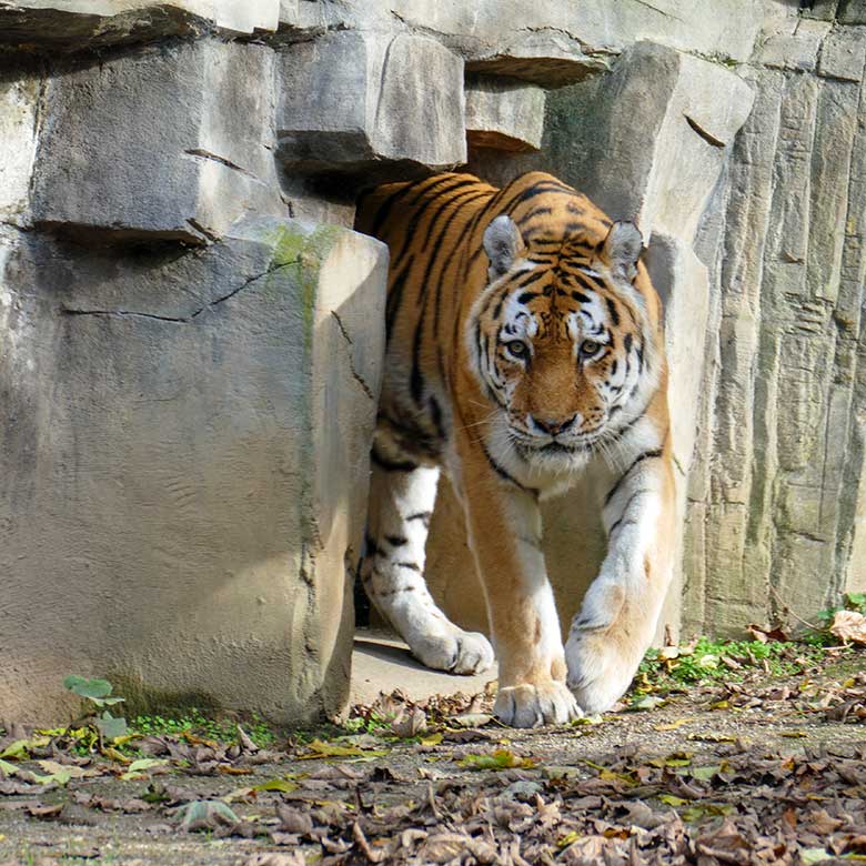 Betagter Amur-Tiger-Kater WASSJA am 28. Oktober 2022 auf der größeren Außenanlage im Tiger-Tal im Grünen Zoo Wuppertal
