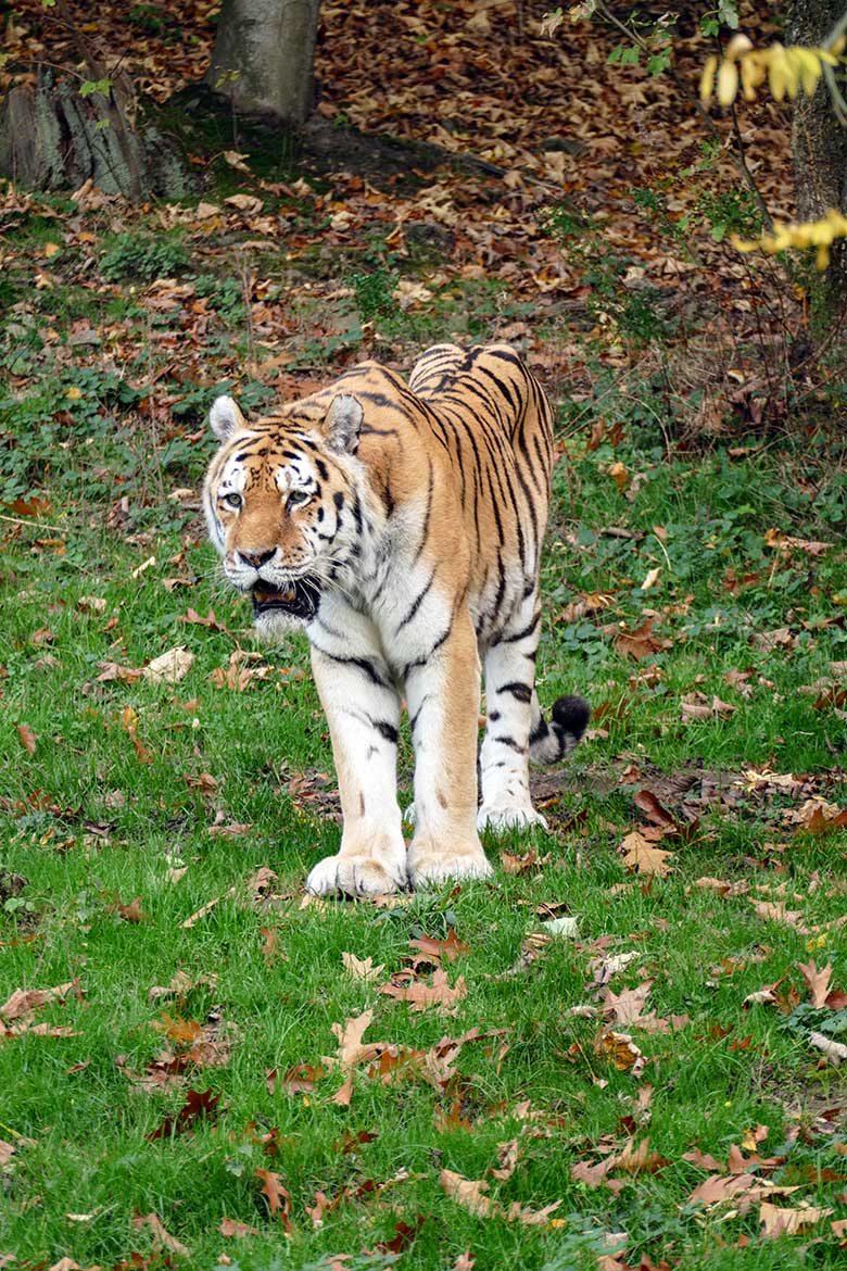 Betagter Amur-Tiger-Kater WASSJA am 28. Oktober 2022 auf der größeren Außenanlage im Tiger-Tal im Zoo Wuppertal