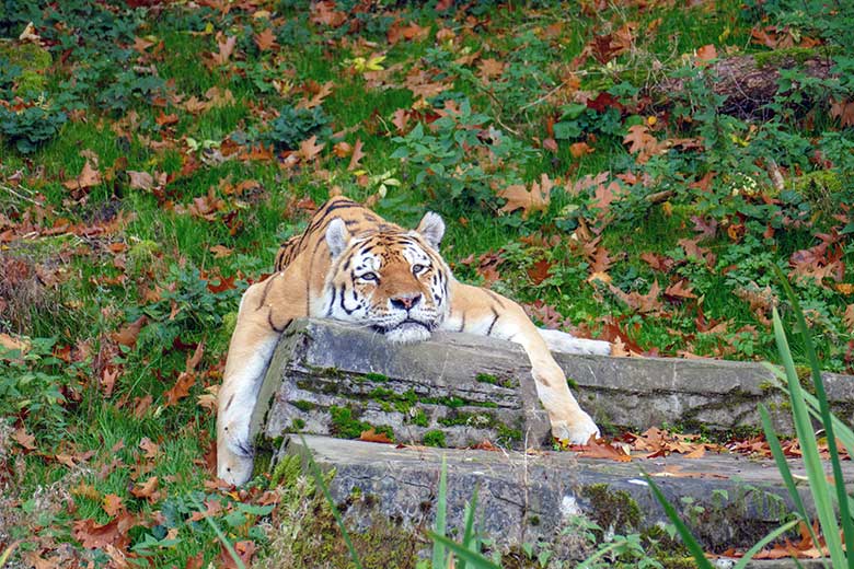 Betagter Amur-Tiger-Kater WASSJA am 28. Oktober 2022 auf der größeren Außenanlage im Tiger-Tal im Wuppertaler Zoo