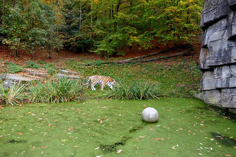 Betagter Amur-Tiger-Kater WASSJA am 28. Oktober 2022 auf der größeren Außenanlage im Tiger-Tal im Grünen Zoo Wuppertal