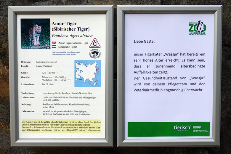 Aushang zu alterbedingten Auffälligkeiten des betagten Amur-Tiger-Kater WASSJA am 28. Oktober 2022 auf der größeren Außenanlage im Tiger-Tal im Wuppertaler Zoo