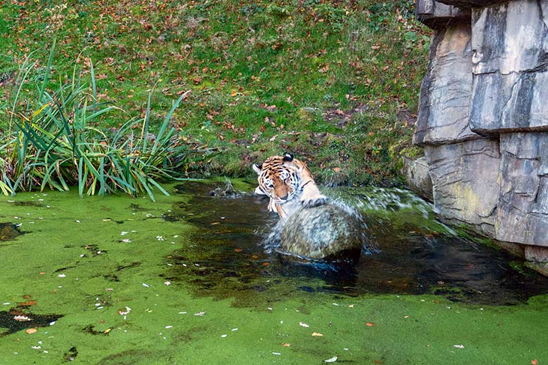 Amur-Tiger-Kater WASSJA am 10. November 2022 auf der größeren Außenanlage im Tiger-Tal im Wuppertaler Zoo