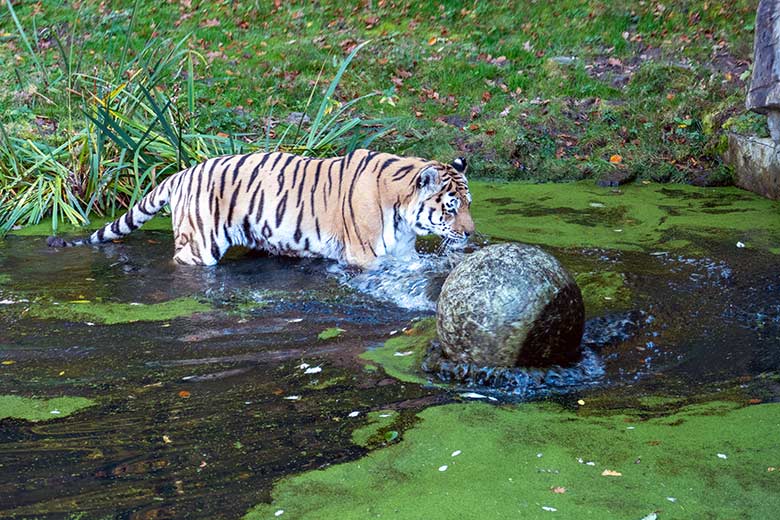 Amur-Tiger-Kater WASSJA am 10. November 2022 auf der größeren Außenanlage im Tiger-Tal im Zoologischen Garten Wuppertal