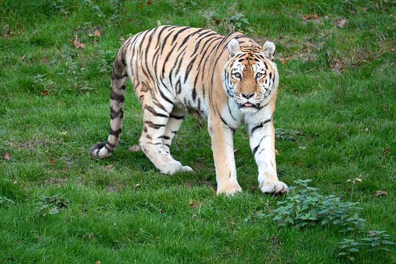 Amur-Tiger-Kater WASSJA am 11. November 2022 auf der größeren Außenanlage im Tiger-Tal im Zoologischen Garten der Stadt Wuppertal