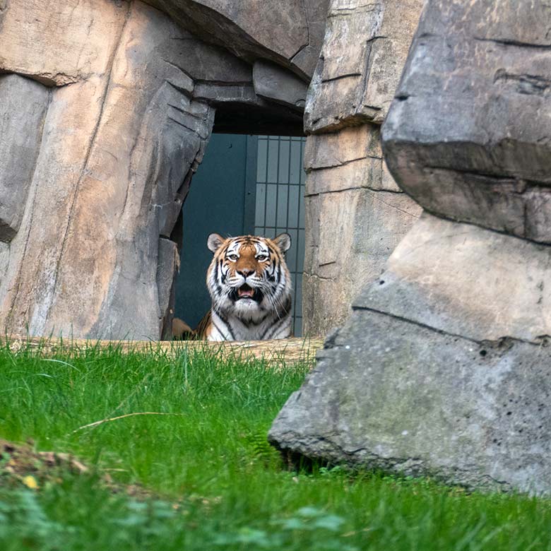 Amur-Tiger-Katze MYMOZA am 15. November 2022 im Durchgang des Tiger-Hauses zur kleineren Außenanlage im Tiger-Tal im Wuppertaler Zoo