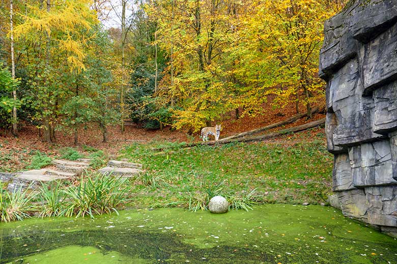 Amur-Tiger-Kater WASSJA am 15. November 2022 auf der größeren Außenanlage im herbstlich gefärbten Tiger-Tal im Zoologischen Garten Wuppertal