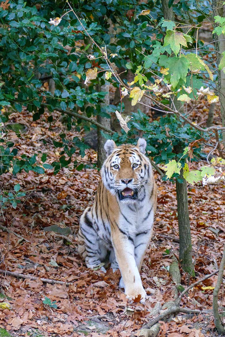 Amur-Tiger-Kater WASSJA am 15. November 2022 auf der größeren Außenanlage im Tiger-Tal im Zoo Wuppertal