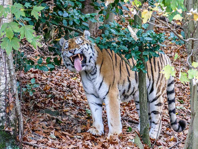 Amur-Tiger-Kater WASSJA am 15. November 2022 auf der größeren Außenanlage im Tiger-Tal im Wuppertaler Zoo