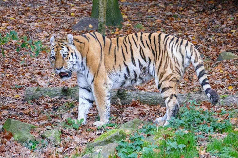 Amur-Tiger-Kater WASSJA am 15. November 2022 auf der größeren Außenanlage im Tiger-Tal im Grünen Zoo Wuppertal