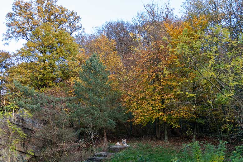 Amur-Tiger-Kater WASSJA am 18. November 2022 auf der größeren Außenanlage im herbstlich gefärbten Tiger-Tal im Grünen Zoo Wuppertal