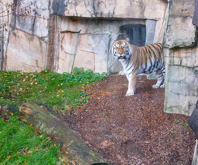 Amur-Tigerin MYMOZA am 7. Dezember 2022 auf der kleineren Außenanlage im Tiger-Tal im Zoo Wuppertal