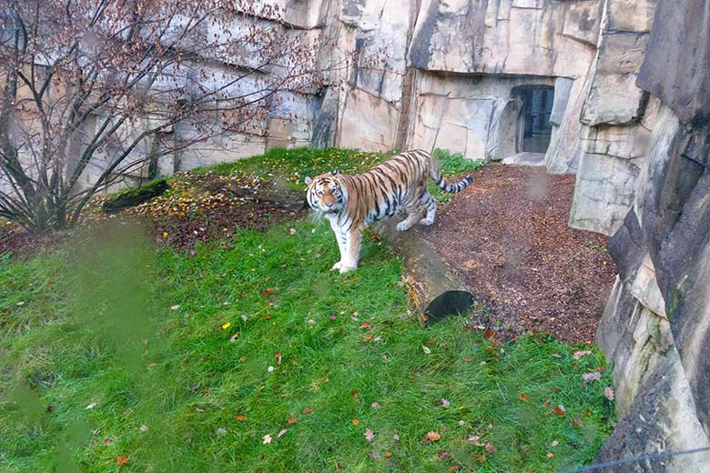 Amur-Tigerin MYMOZA am 7. Dezember 2022 auf der kleineren Außenanlage im Tiger-Tal im Zoologischen Garten Wuppertal
