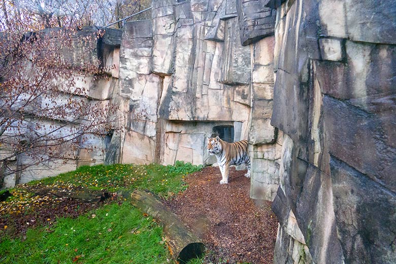 Amur-Tigerin MYMOZA am 7. Dezember 2022 auf der kleineren Außenanlage im Tiger-Tal im Zoologischen Garten der Stadt Wuppertal