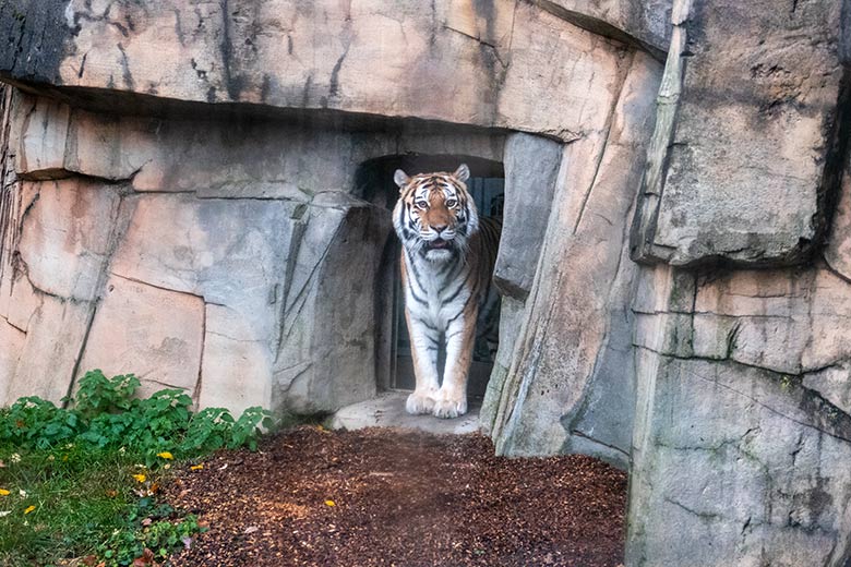 Amur-Tigerin MYMOZA am 7. Dezember 2022 auf der kleineren Außenanlage im Tiger-Tal im Grünen Zoo Wuppertal