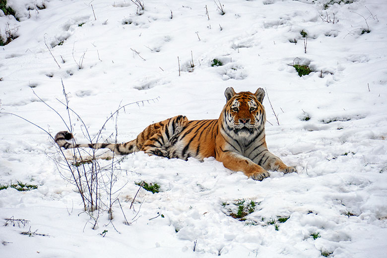 Amur-Tiger-Kater WASSJA am 20. Januar 2023 im Tiger-Tal im Wuppertaler Zoo