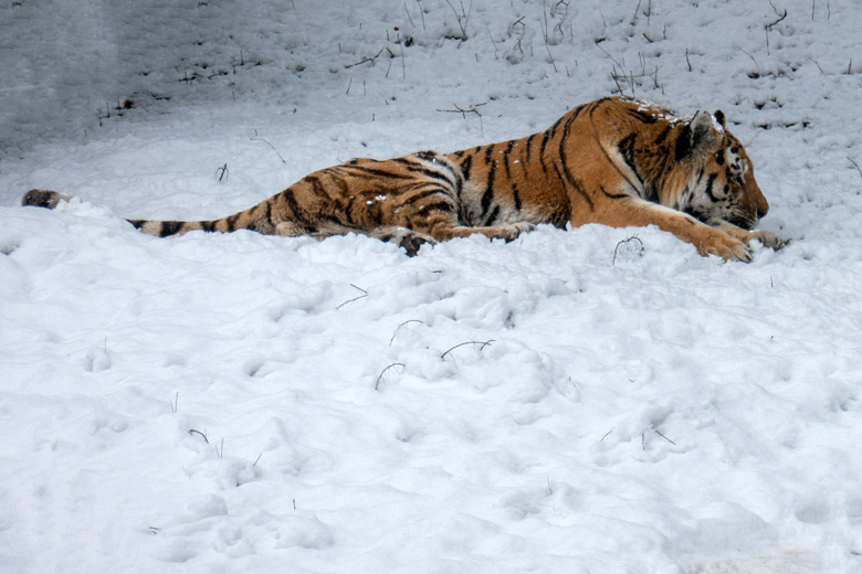 Amur-Tiger-Kater WASSJA im Schnee am 8. März 2023 auf der größeren Außenanlage im Tiger-Tal im Zoologischen Garten Wuppertal