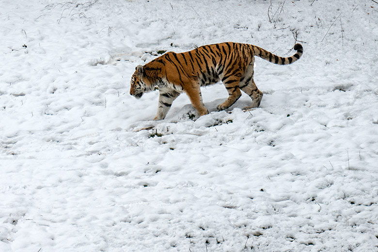 Amur-Tiger-Kater WASSJA im Schnee am 8. März 2023 auf der größeren Außenanlage im Tiger-Tal im Wuppertaler Zoo