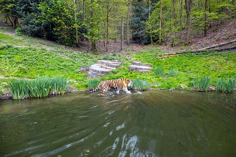 Amur-Tiger-Kater WASSJA am 2. Mai 2023 auf der großen Außenanlage im Tiger-Tal im Wuppertaler Zoo